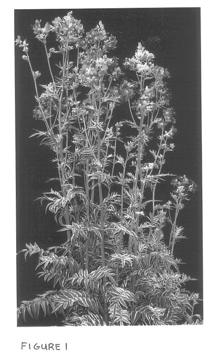 Figure 1 of US plant patent PP13441, the photograph of Snow and Sapphires printed in the patent.
