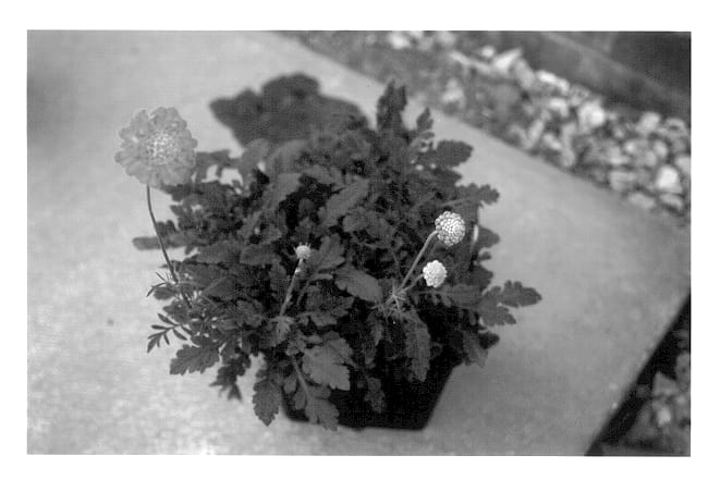 Figure 1 of US plant patent PP13442, the photograph of Walminipink printed in the patent.