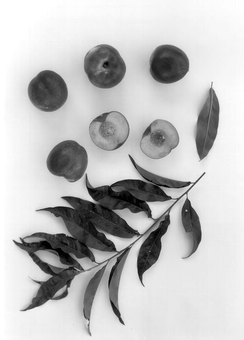 Figure 1 of US plant patent PP13443, the photograph of Burnectfive printed in the patent.