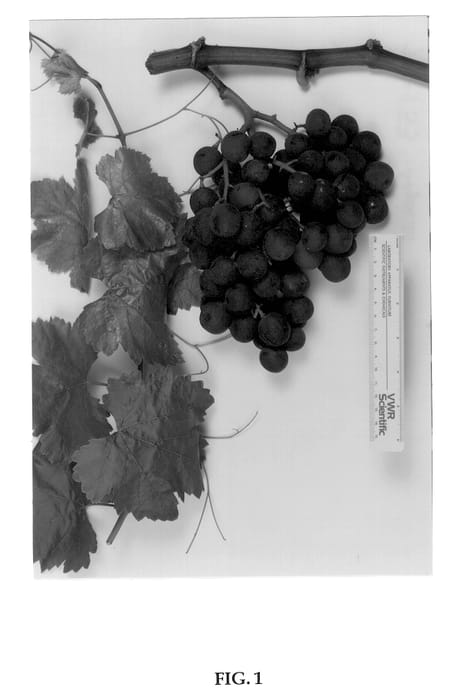 Figure 1 of US plant patent PP13444, the photograph of Sugratwentyone printed in the patent.