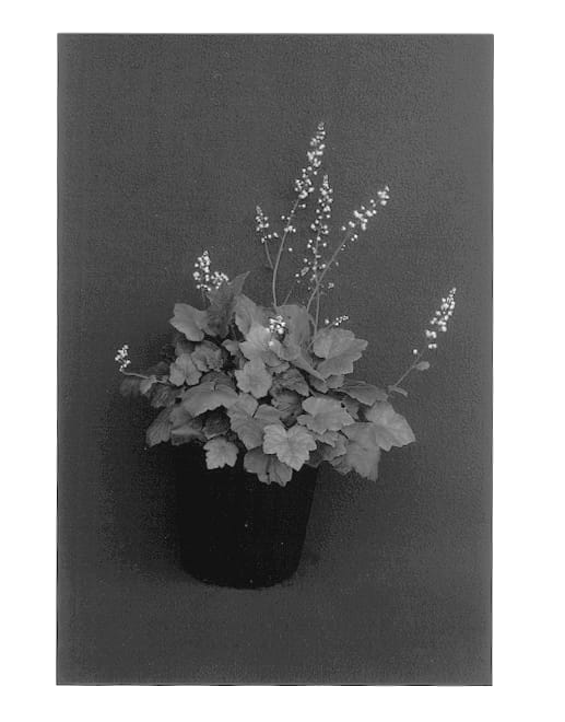 Figure 1 of US plant patent PP13445, the photograph of Pink Pearls printed in the patent.