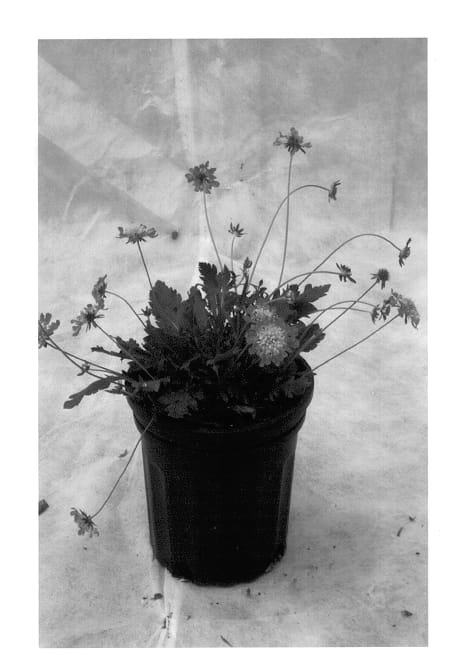 Figure 1 of US plant patent PP13446, the photograph of Walminiblue printed in the patent.
