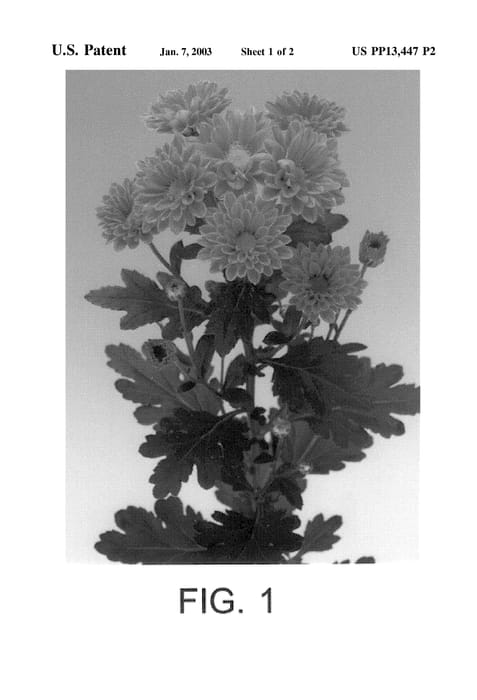 Figure 4 of US plant patent PP13447, the photograph of Pink Refocus printed in the patent.