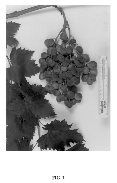 Figure 1 of US plant patent PP13448, the photograph of Sugratwenty printed in the patent.