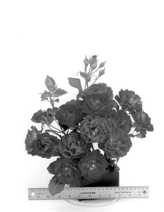 Figure 1 of US plant patent PP13449, the photograph of WEKSTEPHITSU printed in the patent.