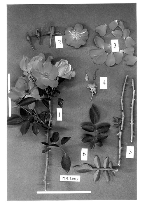 Figure 1 of US plant patent PP13450, the photograph of POULerry printed in the patent.