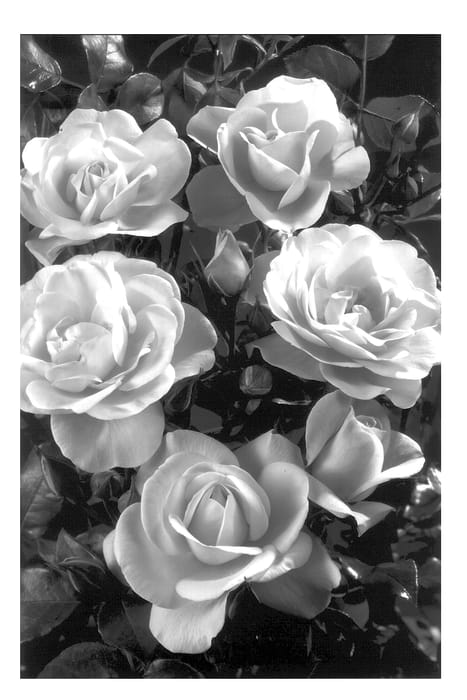Figure 1 of US plant patent PP13451, the photograph of POULdahle printed in the patent.