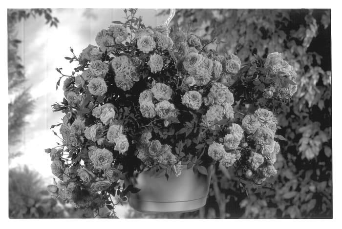 Figure 1 of US plant patent PP13452, the photograph of POULgo002 printed in the patent.