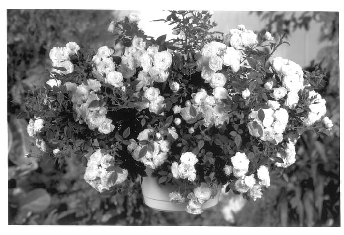 Figure 1 of US plant patent PP13453, the photograph of POULgo001 printed in the patent.