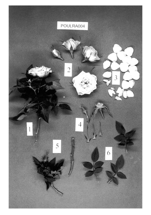 Figure 1 of US plant patent PP13454, the photograph of POULra004 printed in the patent.