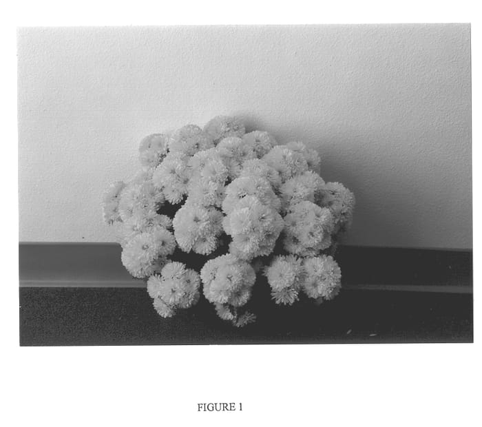 Figure 1 of US plant patent PP13455, the photograph of GEDI ONE AVI printed in the patent.
