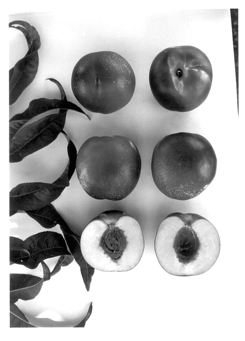 Figure 1 of US plant patent PP13456, the photograph of Sweet Surprise printed in the patent.