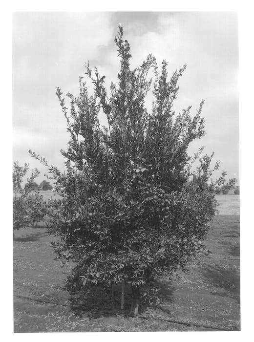 Figure 1 of US plant patent PP13457, the photograph of Dity printed in the patent.