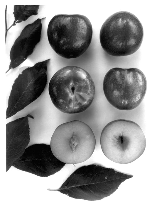 Figure 1 of US plant patent PP13458, the photograph of YUMMYGIANT printed in the patent.
