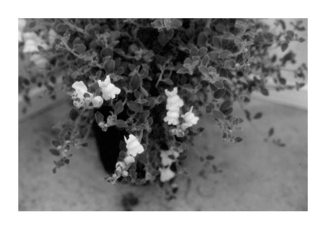 Figure 1 of US plant patent PP13459, the photograph of Yapear printed in the patent.