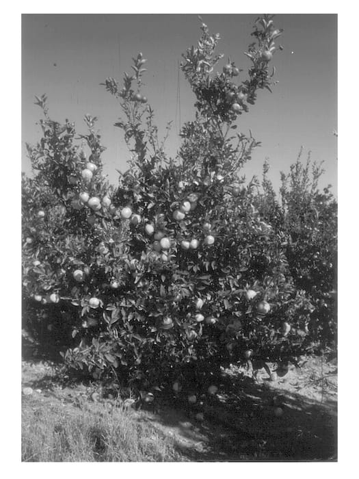 Figure 1 of US plant patent PP13460, the photograph of Moria printed in the patent.