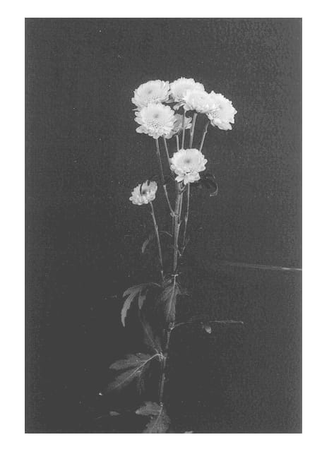 Figure 1 of US plant patent PP13462, the photograph of Dash printed in the patent.