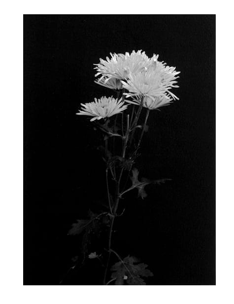 Figure 1 of US plant patent PP13463, the photograph of Watch printed in the patent.
