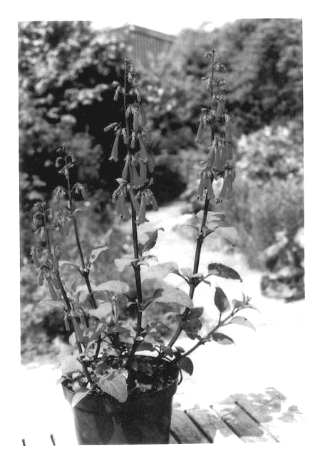 Figure 1 of US plant patent PP13464, the photograph of Blaphy printed in the patent.