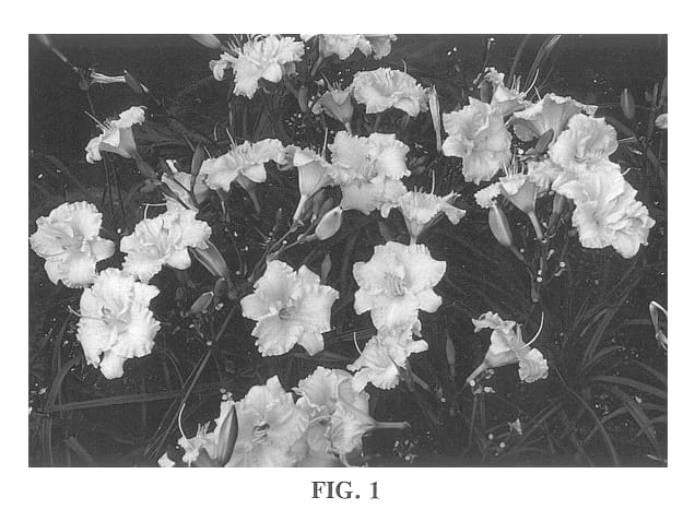 Figure 1 of US plant patent PP13465, the photograph of Sunset Returns printed in the patent.
