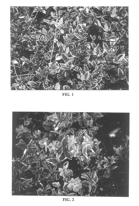 Figure 1 of US plant patent PP13466, the photograph of Sunny Skies printed in the patent.