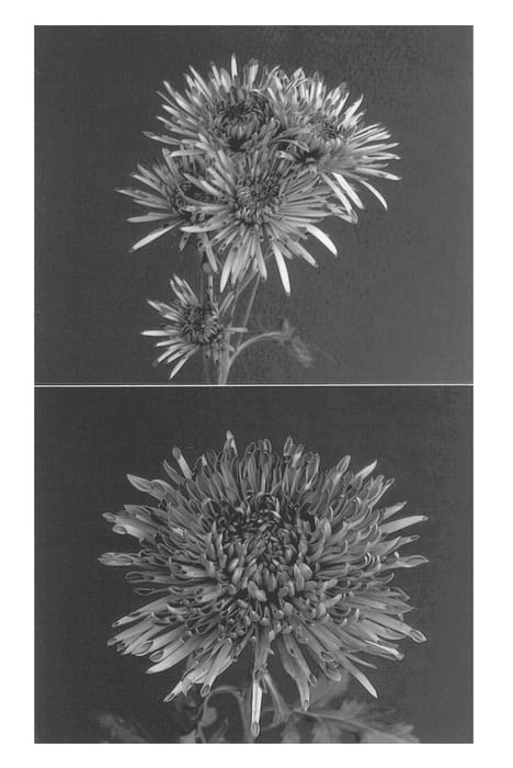 Figure 2 of US plant patent PP13467, the photograph of Date printed in the patent.