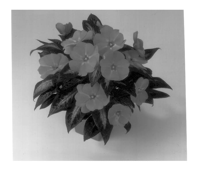 Figure 1 of US plant patent PP13468, the photograph of Balceblicol printed in the patent.