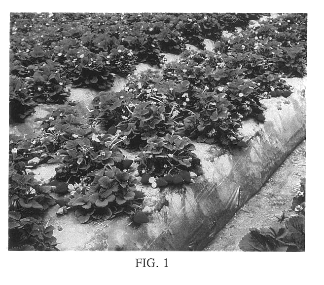 Figure 1 of US plant patent PP13469, the photograph of Ventana printed in the patent.