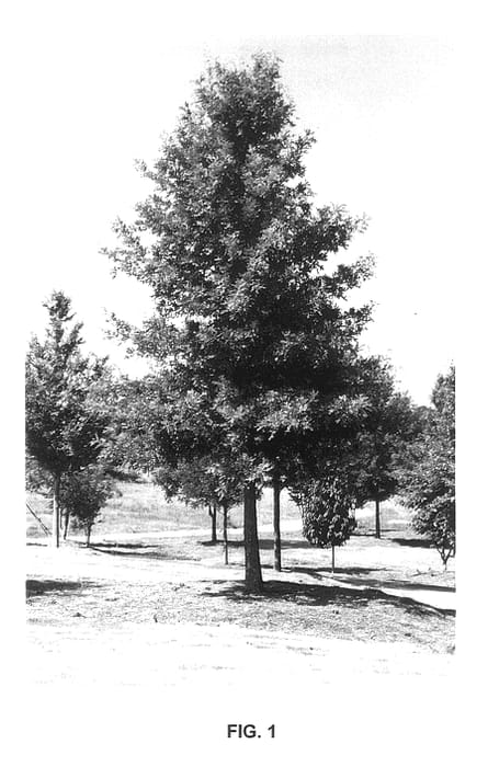 Figure 1 of US plant patent PP13470, the photograph of QLFTB printed in the patent.