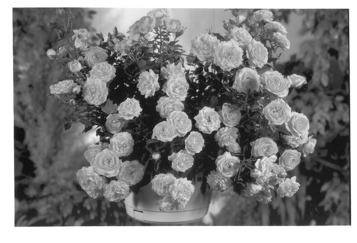 Figure 1 of US plant patent PP13471, the photograph of POULgo005 printed in the patent.