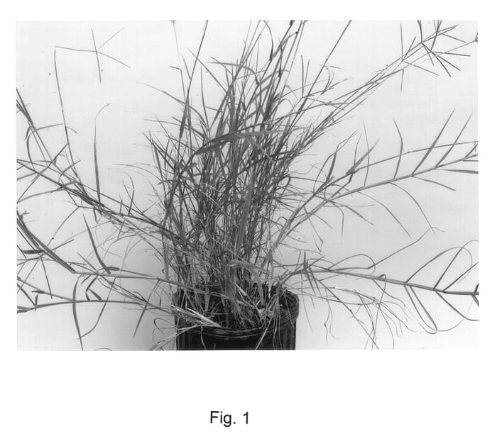 Figure 1 of US plant patent PP13472, the photograph of Little Phillip No. 1 printed in the patent.