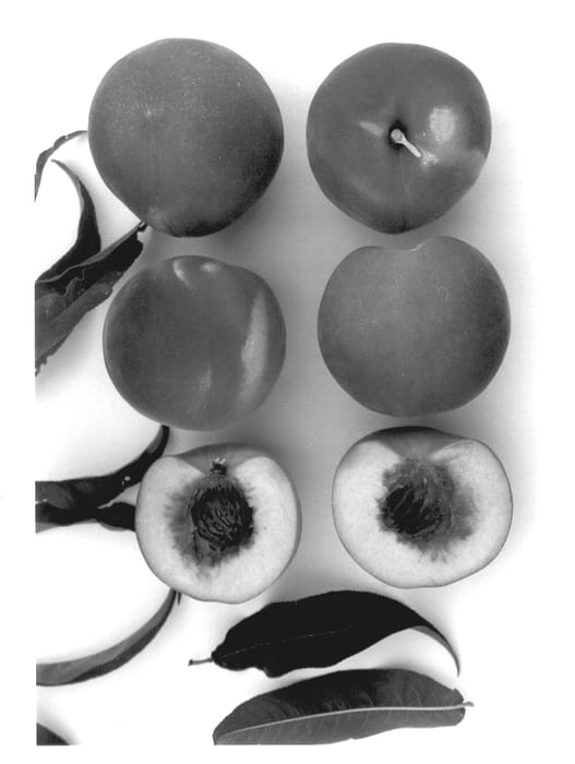 Figure 1 of US plant patent PP13473, the photograph of Sugar Princess printed in the patent.
