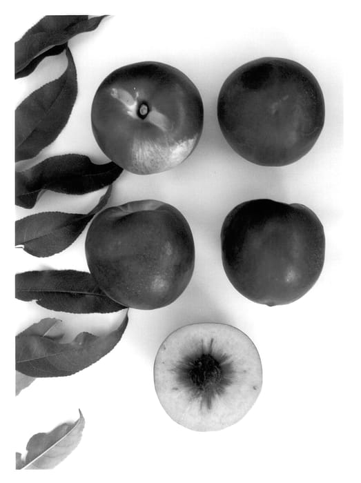 Figure 1 of US plant patent PP13474, the photograph of Sweet August printed in the patent.