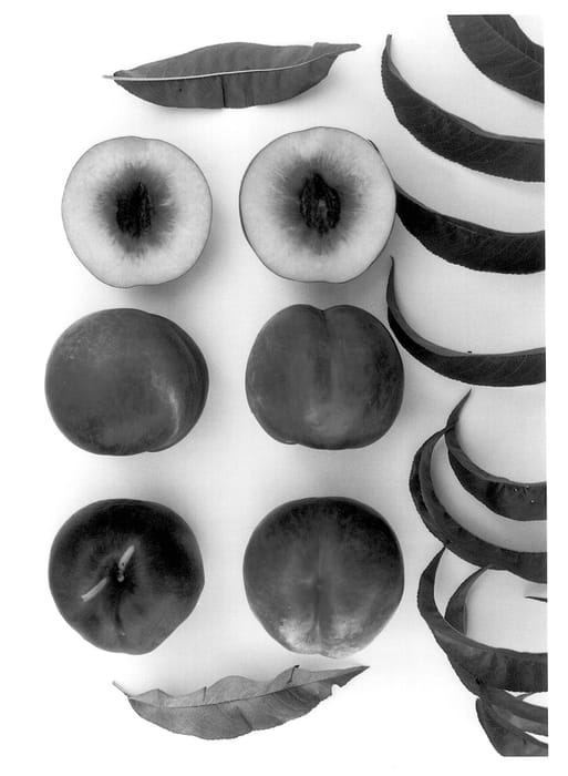 Figure 1 of US plant patent PP13475, the photograph of September Bright printed in the patent.