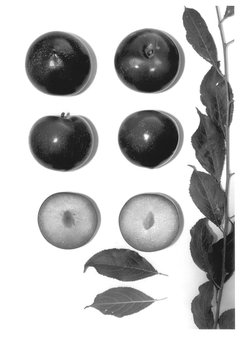 Figure 1 of US plant patent PP13476, the photograph of YUMMYROSA printed in the patent.