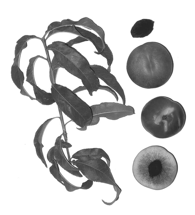 Figure 1 of US plant patent PP13477, the photograph of Burnectfour printed in the patent.