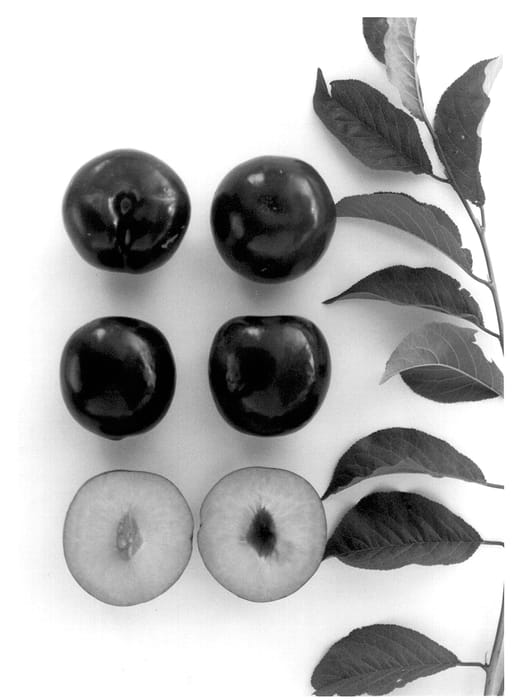 Figure 1 of US plant patent PP13478, the photograph of Yummybeaut printed in the patent.