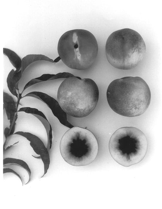 Figure 1 of US plant patent PP13479, the photograph of Late Pearl printed in the patent.