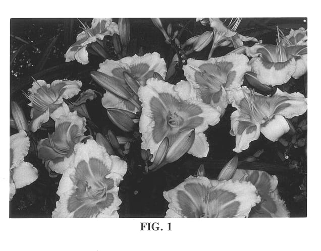 Figure 1 of US plant patent PP13480, the photograph of When My Sweetheart Returns printed in the patent.