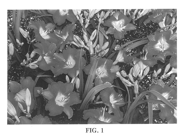 Figure 1 of US plant patent PP13481, the photograph of Romantic Returns printed in the patent.