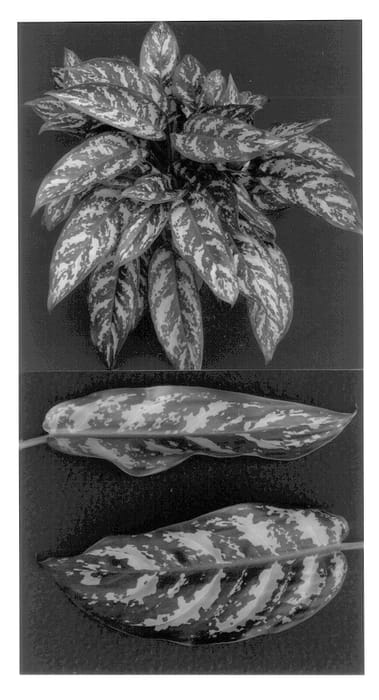 Figure 1 of US plant patent PP13482, the photograph of 000-D1 printed in the patent.