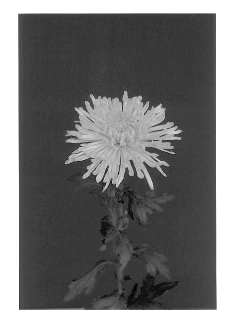 Figure 1 of US plant patent PP13483, the photograph of Light Mood printed in the patent.