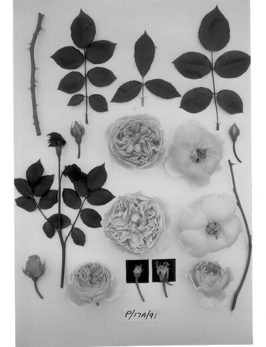 Figure 1 of US plant patent PP13484, the photograph of AUSwinter printed in the patent.