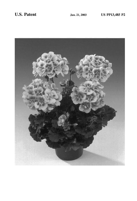 Figure 3 of US plant patent PP13485, the photograph of Fisrosimo printed in the patent.