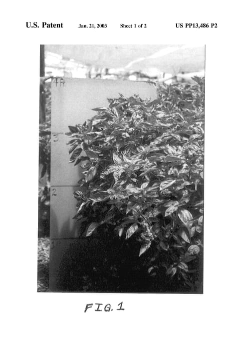 Figure 4 of US plant patent PP13486, the photograph of Maha printed in the patent.