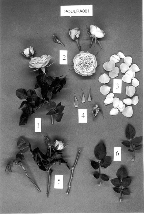 Figure 1 of US plant patent PP13487, the photograph of POULra001 printed in the patent.