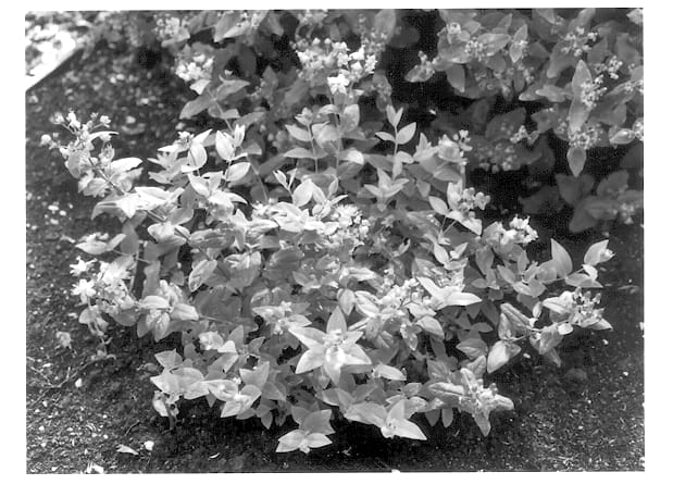 Figure 1 of US plant patent PP13488, the photograph of Kolmpin printed in the patent.