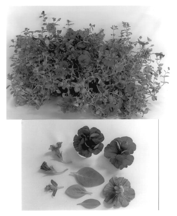 Figure 1 of US plant patent PP13489, the photograph of Condopurple printed in the patent.