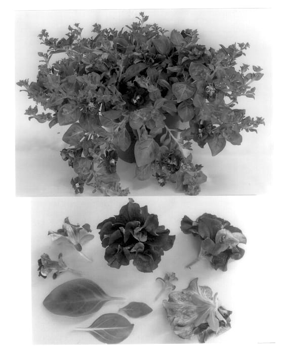 Figure 1 of US plant patent PP13490, the photograph of Condoblue printed in the patent.