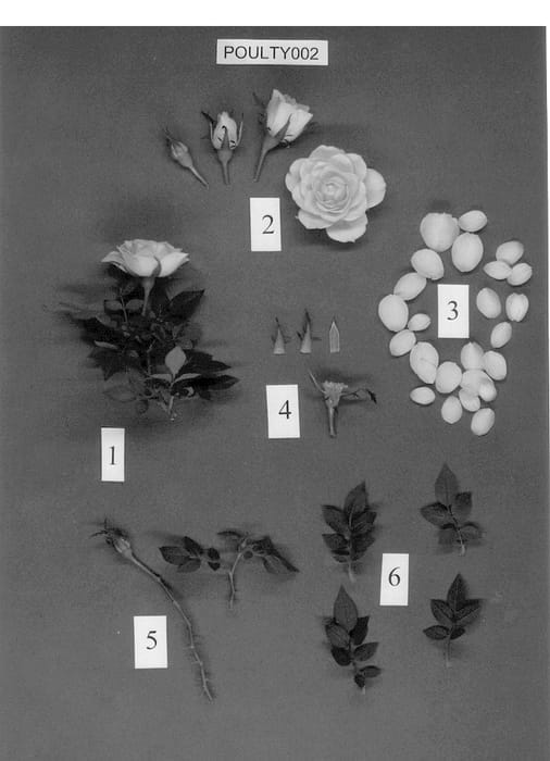 Figure 1 of US plant patent PP13491, the photograph of POULty002 printed in the patent.